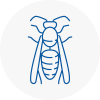 Haslingden Wasp Nest Removal